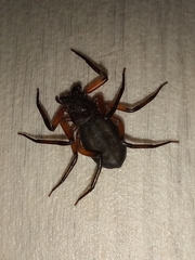 Platyoides walteri