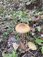 Tubaria furfuracea