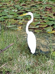 Ardea alba