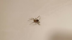 Steatoda grossa