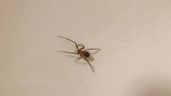 Steatoda grossa