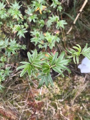Polylepis
