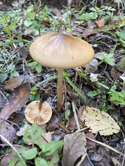 Tubaria furfuracea