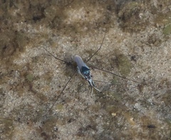 Neogerris hesione