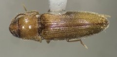 Glyphonyx testaceus