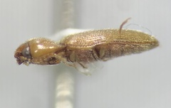 Glyphonyx testaceus