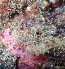 Discinisca lamellosa