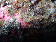 Discinisca lamellosa