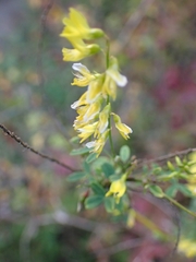 Cytisus nigricans