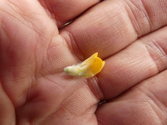 Aspalathus aspalathoides