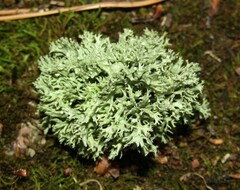 Ramalina fastigiata