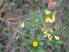 Cytisus nigricans