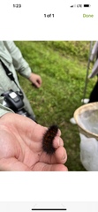 Spilosomina