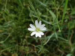 Stellaria palustris