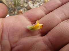 Aspalathus aspalathoides