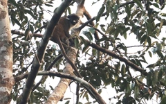 Cercopithecus petaurista