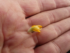 Aspalathus aspalathoides