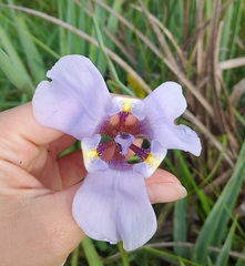 Phalocallis coelestis