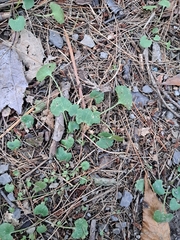 Centella asiatica