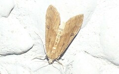 Parapoynx stratiotata