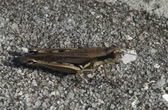 Paroxya atlantica