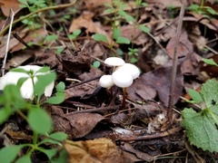 Marasmius delectans
