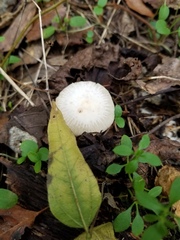 Marasmius delectans