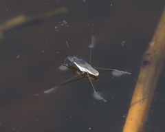 Neogerris hesione