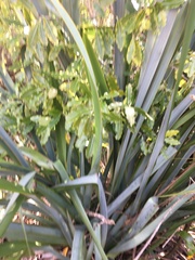 Phormium tenax