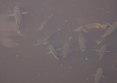 Sarotherodon melanotheron