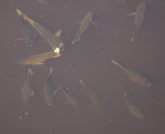 Sarotherodon melanotheron