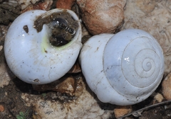 Sphincterochila candidissima