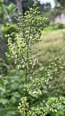 Lasiacis ruscifolia
