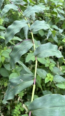 Lasiacis ruscifolia