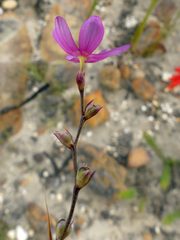 Ixia stricta
