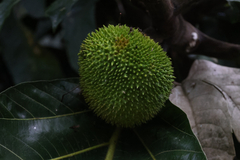 Artocarpus altilis