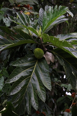 Artocarpus altilis