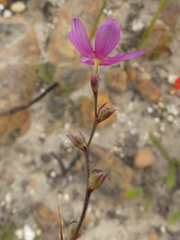 Ixia stricta