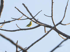 Zosterops senegalensis