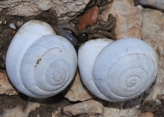 Sphincterochila candidissima