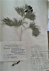 Paeonia tenuifolia