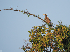 Lophoceros nasutus