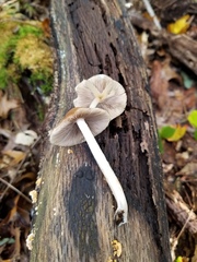 Psathyrella kauffmanii