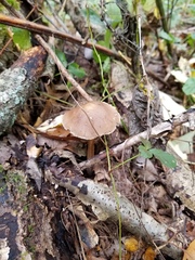 Psathyrella kauffmanii