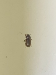 Heteroceridae