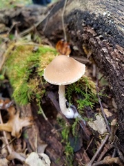 Psathyrella kauffmanii
