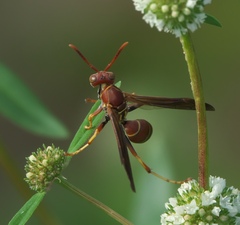 Polistes dorsalis dorsalis