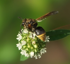 Pachodynerus nasidens