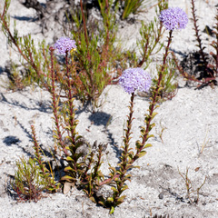 Pseudoselago serrata