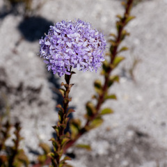Pseudoselago serrata